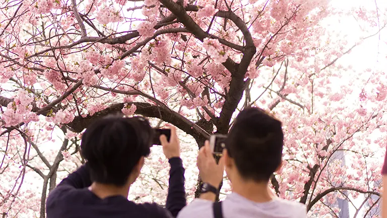 cherryblossomtwopeople